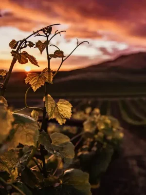 Vista panorámica de viñedos al atardecer