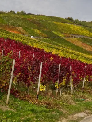 Cosecha de uvas para vino artesanal